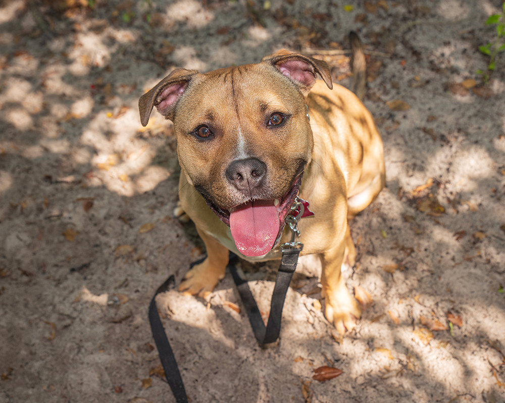 Pet Portraits