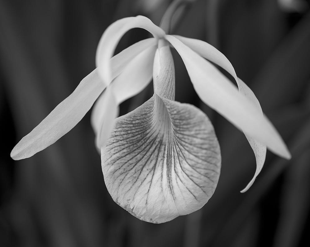 Orchid